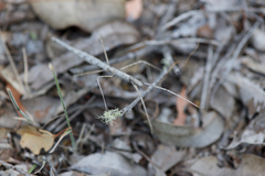 Acanthomima rhipheus