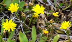 Crepis nigrescens