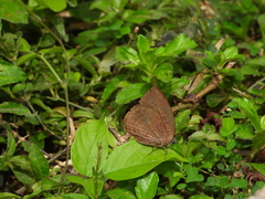 Arhopala centaurus