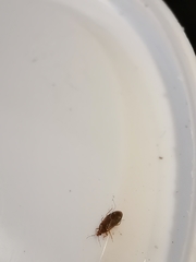 Cardiastethus fasciiventris