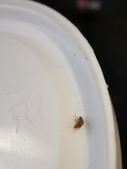 Cardiastethus fasciiventris