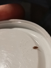 Cardiastethus fasciiventris