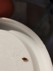 Cardiastethus fasciiventris