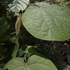 Hibiscus macrophyllus