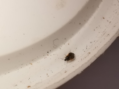 Brachysteles parvicornis