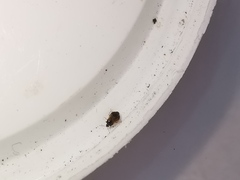 Brachysteles parvicornis