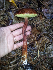 Aureoboletus projectellus