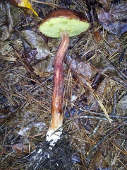 Aureoboletus projectellus