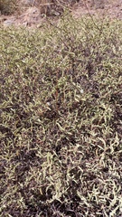 Hermannia holosericea