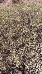 Hermannia holosericea