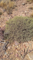 Hermannia holosericea