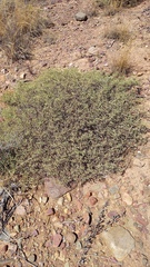 Hermannia holosericea