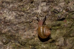 Coneuplecta calculosa