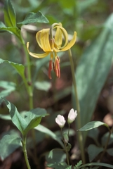 Erythronium umbilicatum