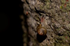 Coneuplecta calculosa