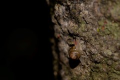 Coneuplecta calculosa