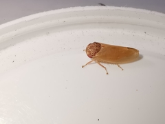 Iassus lanio