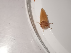 Iassus lanio