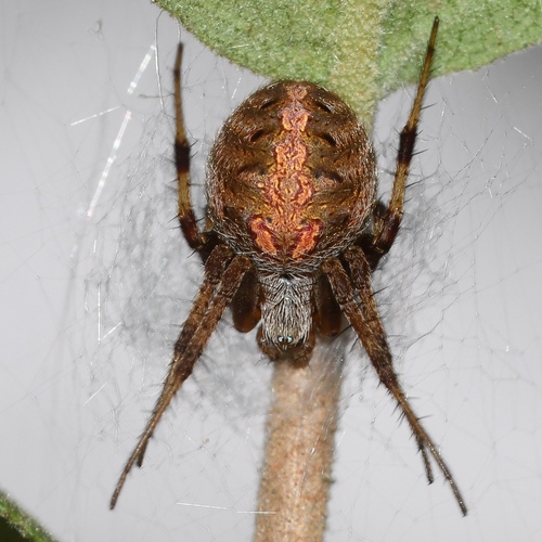 Arabesque Orbweaver