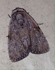 Barasa cymatistis