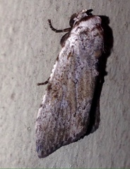 Barasa cymatistis