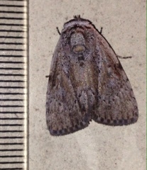 Barasa cymatistis