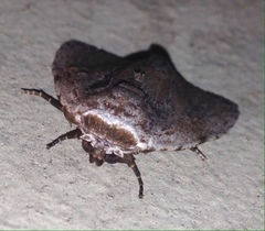 Barasa cymatistis