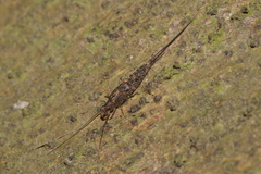 Nesomachilis