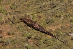Nesomachilis