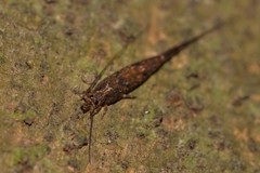 Nesomachilis