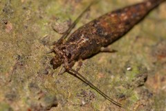 Nesomachilis