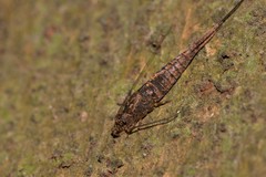 Nesomachilis