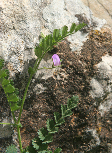 Judean chickpea (Cicer judaicum)