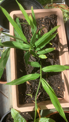 Liliopsida