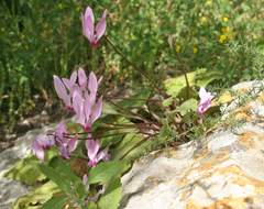 Cyclamen persicum