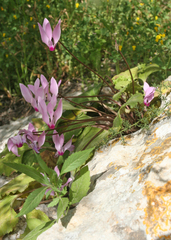 Cyclamen persicum