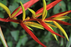 Heliconia venusta