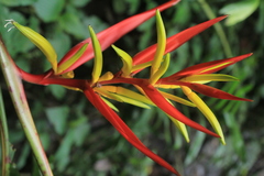Heliconia venusta