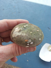 Russula pseudo-olivascens