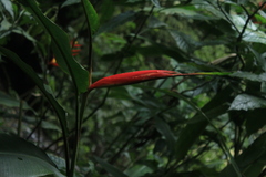Heliconia venusta