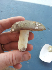 Russula pseudo-olivascens