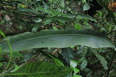Heliconia venusta