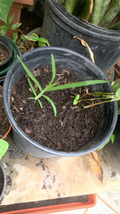 Liliopsida