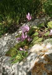Cyclamen persicum