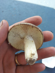 Russula pseudo-olivascens