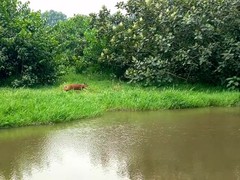 Cephalophorus nigrifrons