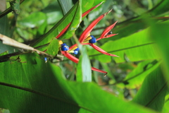Heliconia venusta