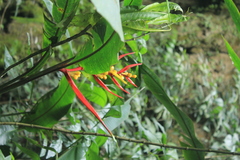 Heliconia venusta