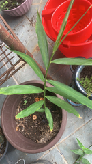 Liliopsida