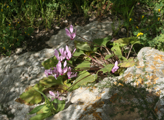 Cyclamen persicum